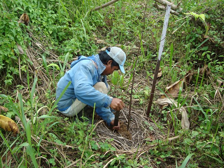 Planting seedlings.JPG